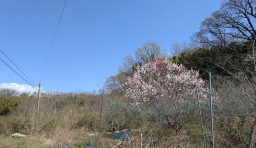 急いでるのに立ち止まってしまった、3つの色を持つ一本の木の正体は何なん？