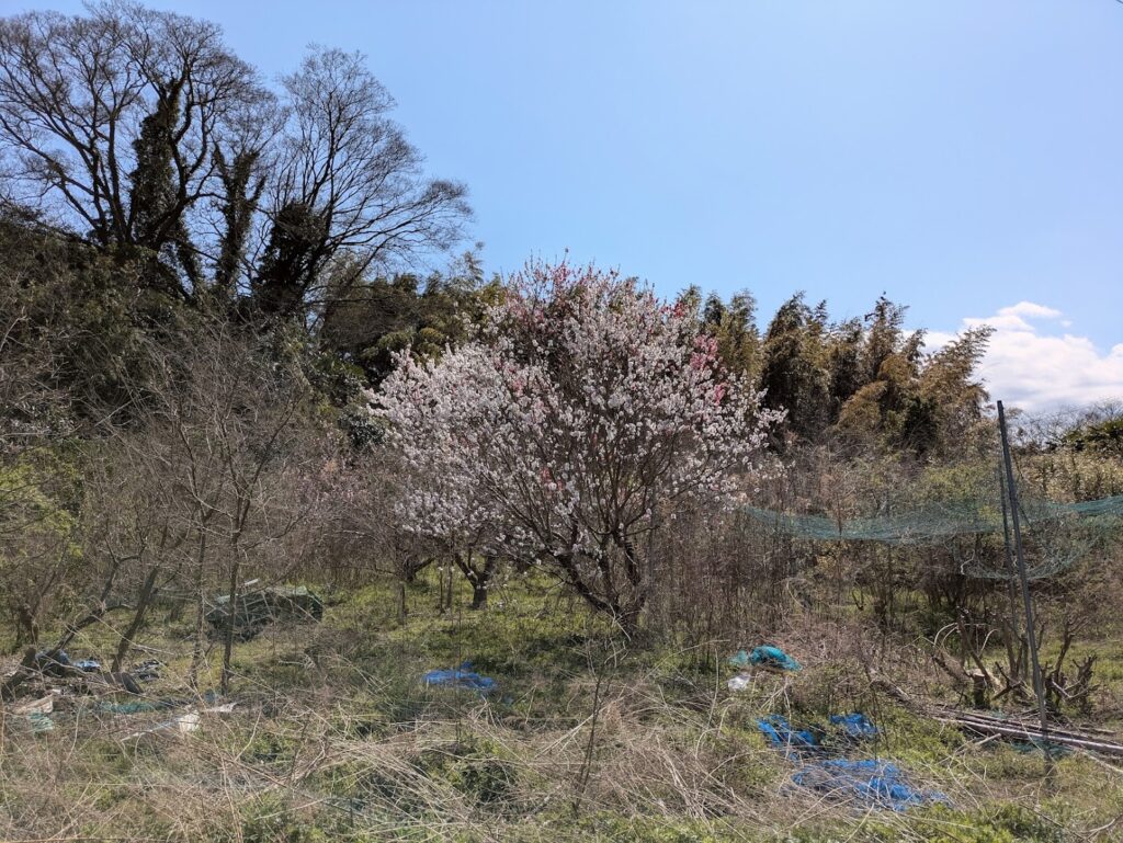 丸亀市本島町 木