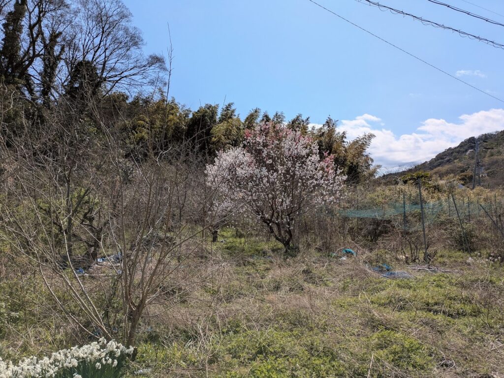 丸亀市本島町 木