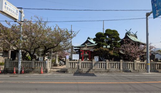 咲くのが今年で最後になった一本の桜の木