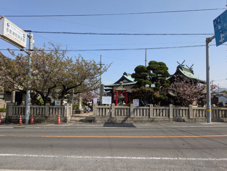 咲くのが今年で最後になった一本の桜の木
