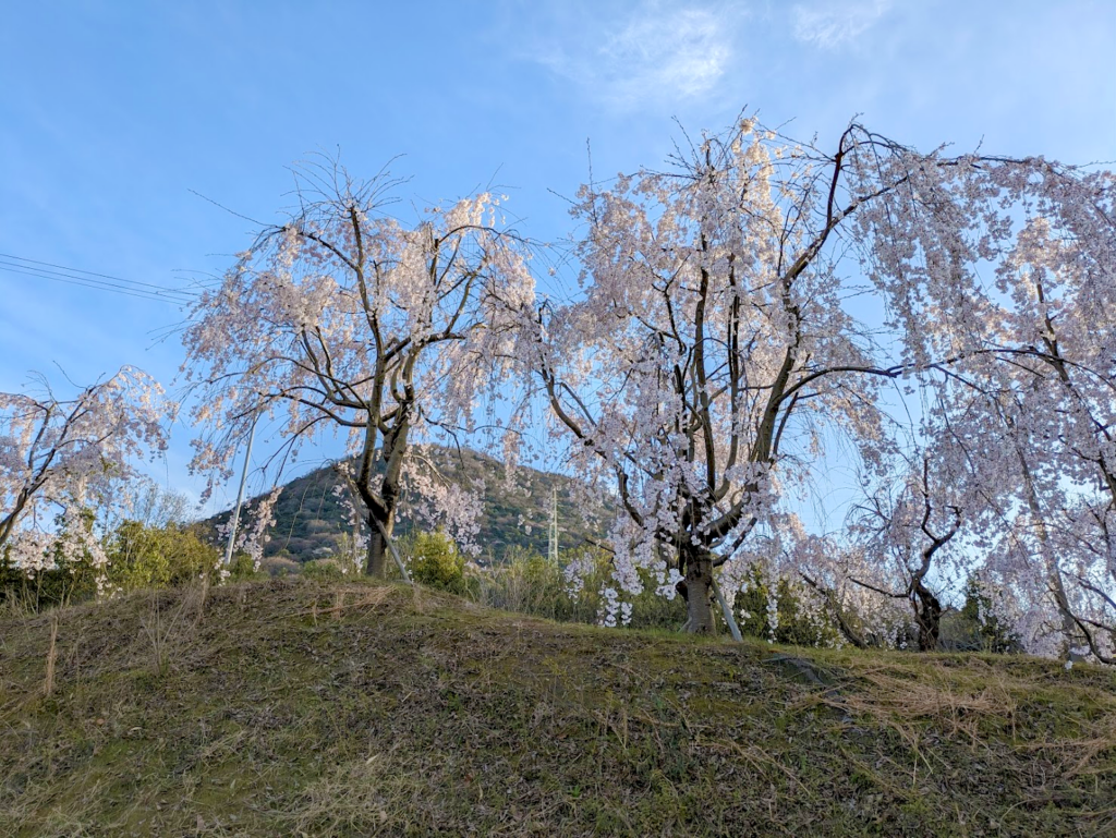 坂出市川津町 しだれ桜