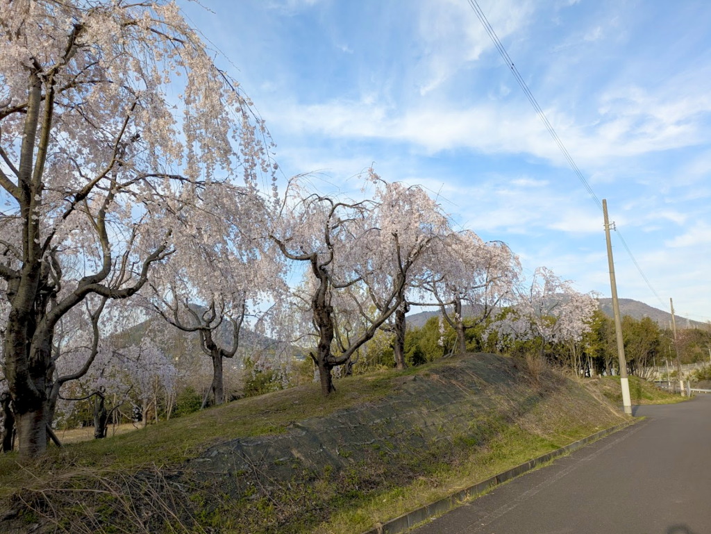坂出市川津町 しだれ桜