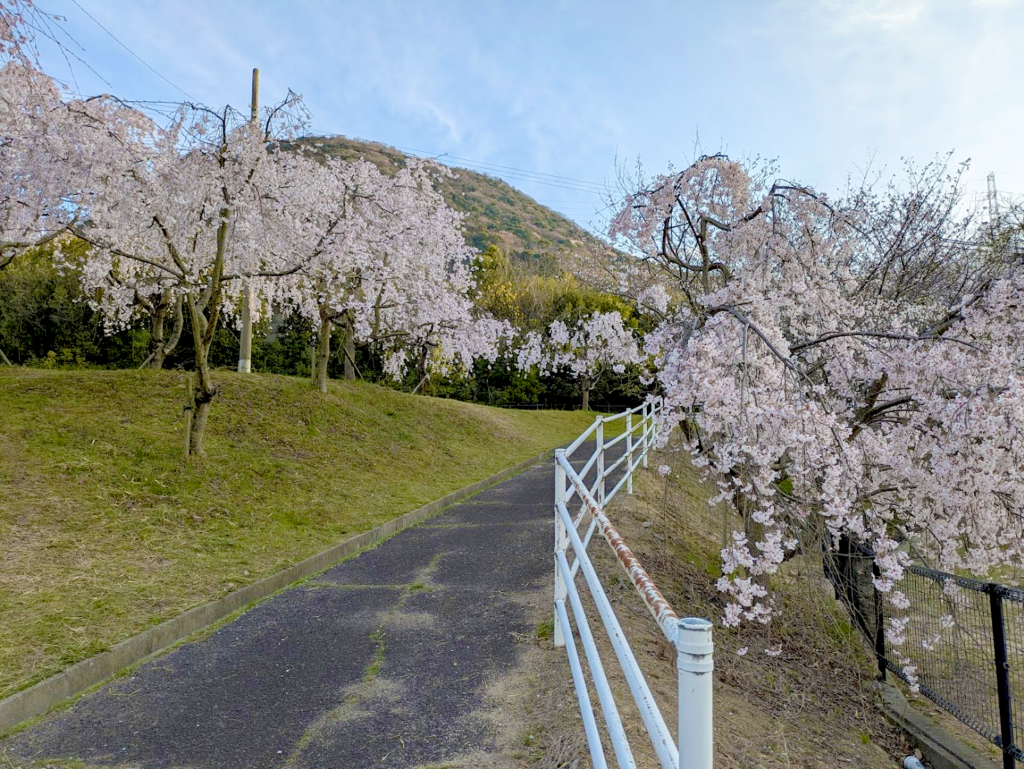 坂出市川津町 しだれ桜