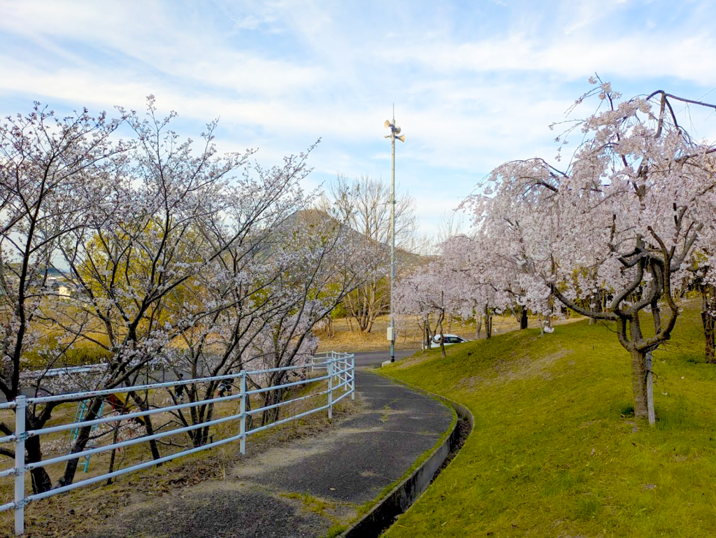 坂出市川津町 しだれ桜