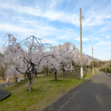 坂出市川津町 しだれ桜