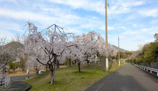 坂出市川津町のしだれ桜が見ごろ！春の絶景を楽しもう♪
