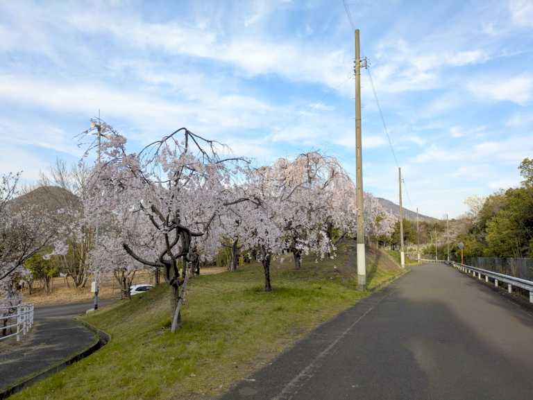 坂出市川津町のしだれ桜が見ごろ！春の絶景を楽しもう♪