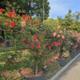 坂出市 番の州公園バラ祭り2025