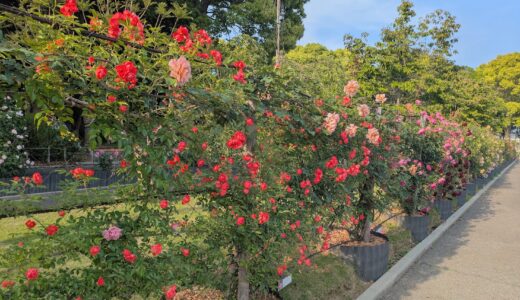 番の州公園のバラが見ごろを迎えてる！5月17日(土)まではキッチンカー、5月18日(日)には「バラ園茶会」も！
