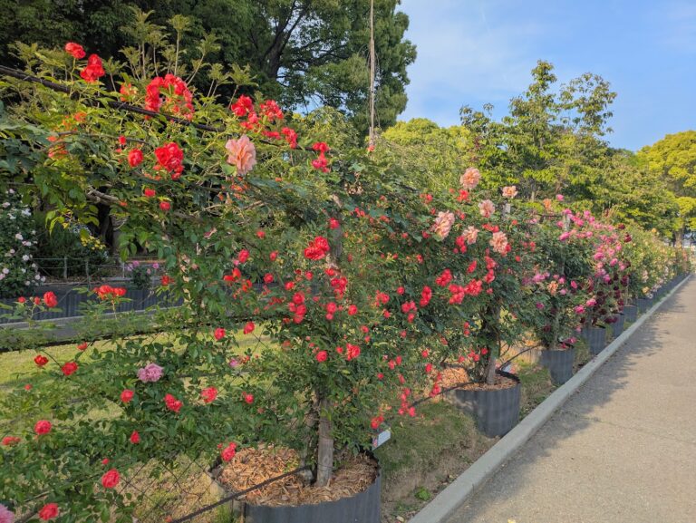 番の州公園のバラが見ごろを迎えてる！5月17日(土)まではキッチンカー、5月18日(日)には「バラ園茶会」も！