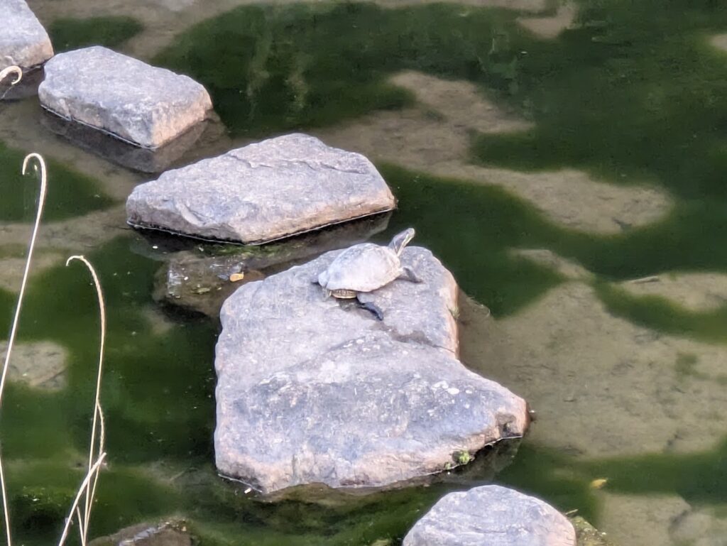 まんのう町 ほたる見公園