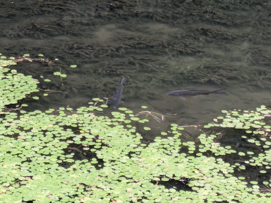 まんのう町 ほたる見公園
