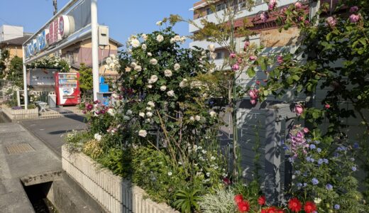 バラ園かと思ったら〇〇だった件。郡家町の意外すぎる映えスポット