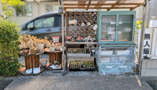 多肉植物がずらり！綾歌町でひっそりと佇む、ぷっくりとかわいい癒しの世界♪