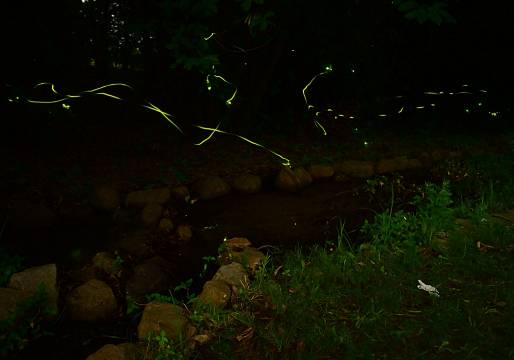 土器川生物公園 土器川ホタルまつり