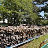 丸亀城 伐採木 薪 無料配布