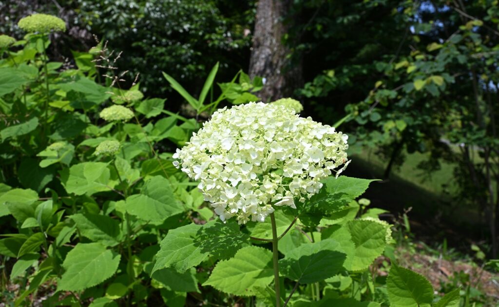 国営讃岐まんのう公園 あじさいまつり
