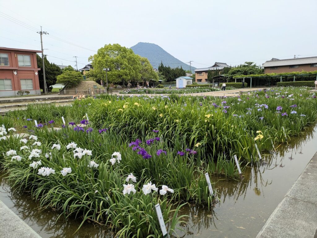 坂出市川津町 かわつ花菖蒲園