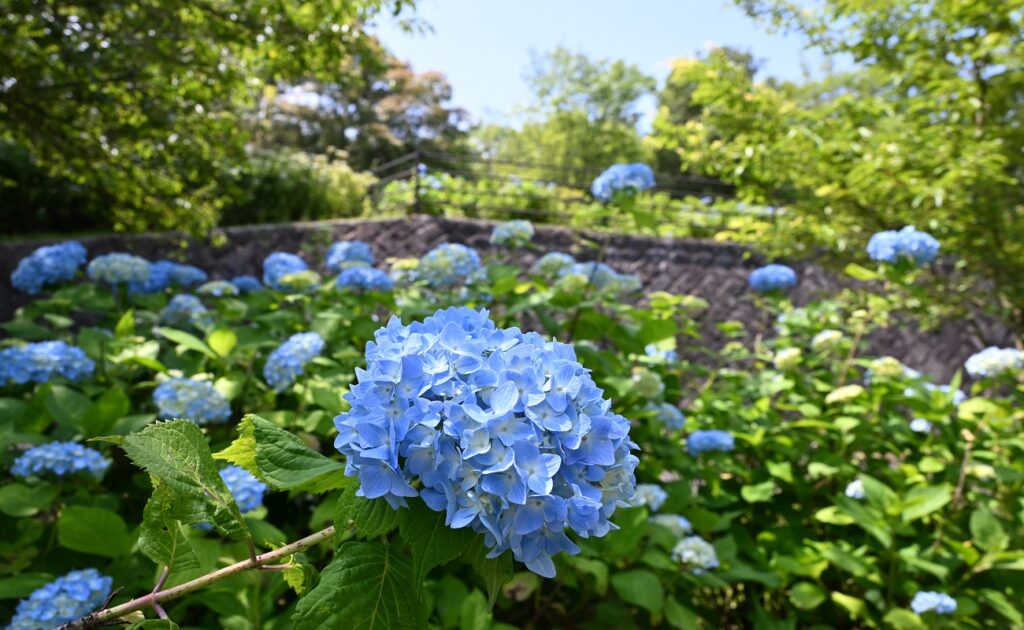 国営讃岐まんのう公園 あじさいまつり