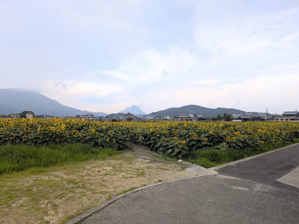 まんのう町 ひまわり畑