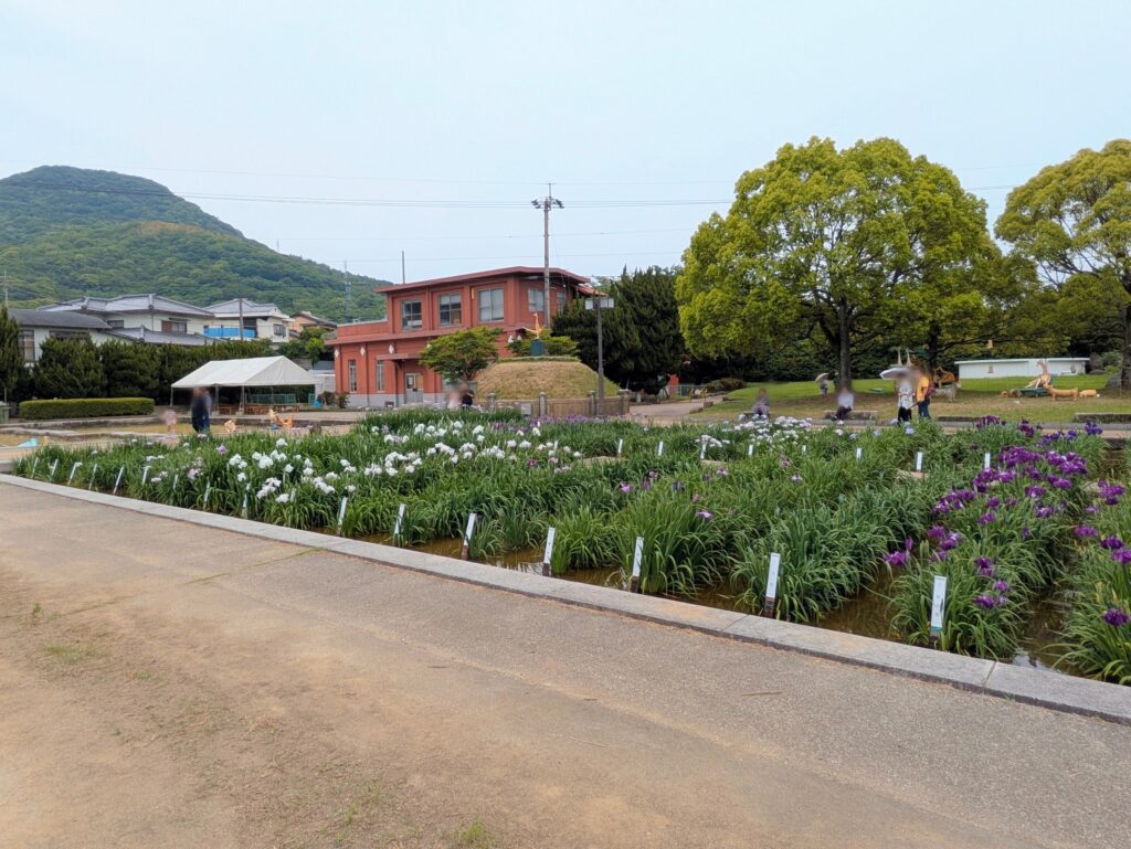 坂出市川津町 かわつ花菖蒲園