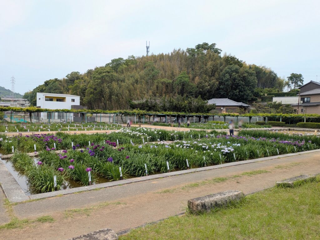 坂出市川津町 かわつ花菖蒲園