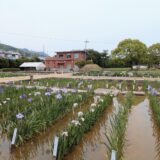 坂出市川津町 かわつ花菖蒲園