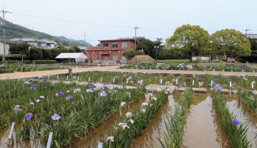 坂出市川津町の「かわつ花菖蒲園」が2025年6月1日(日)～6月14日(土)まで一般開放中で可愛い動物たちも遊びに来てる！「かわつ花菖蒲祭」は6月8日(日)に開催