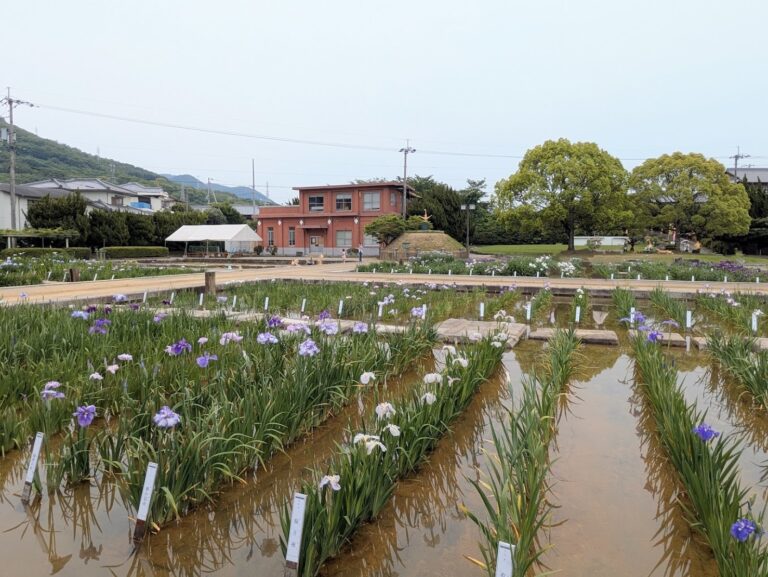 坂出市川津町の「かわつ花菖蒲園」が2025年6月1日(日)～6月14日(土)まで一般開放中で可愛い動物たちも遊びに来てる！「かわつ花菖蒲祭」は6月8日(日)に開催