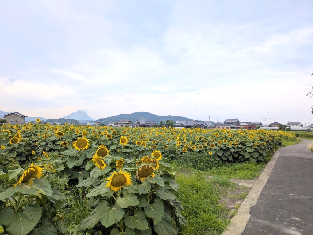 まんのう町 ひまわり畑