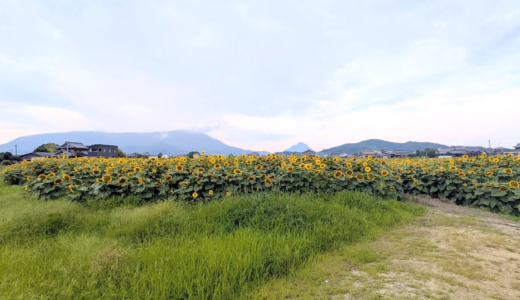 丸亀とまんのう町の境界で出会った絶景のひまわり畑