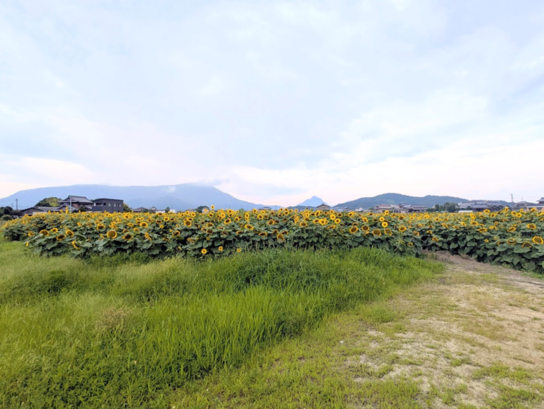 丸亀とまんのう町の境界で出会った絶景のひまわり畑