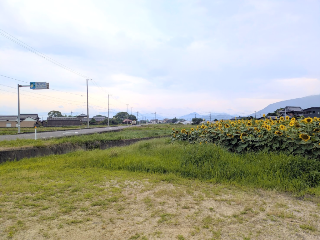 まんのう町 ひまわり畑