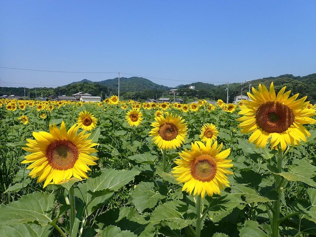 まんのう町 まんのうひまわりまつり