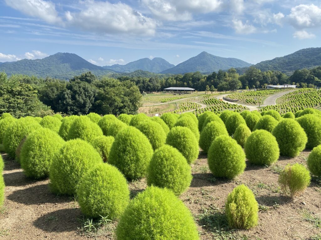 まんのう公園 サマーフェスタ コキア