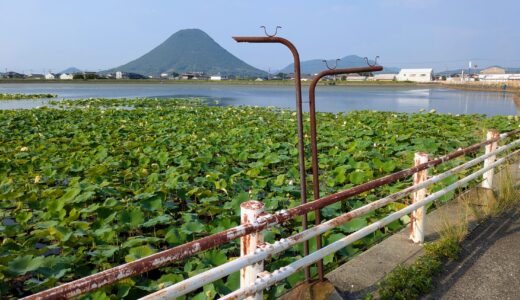 蓮の花と讃岐富士と・・・物干し台!?これ何に使うん？