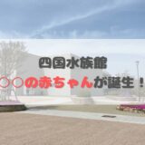 四国水族館 カリフォルニアアシカ 赤ちゃん