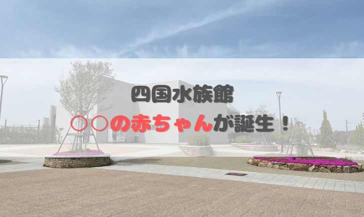 四国水族館 カリフォルニアアシカ 赤ちゃん