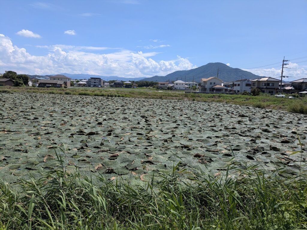 善通寺市稲木町 前池 オニバス