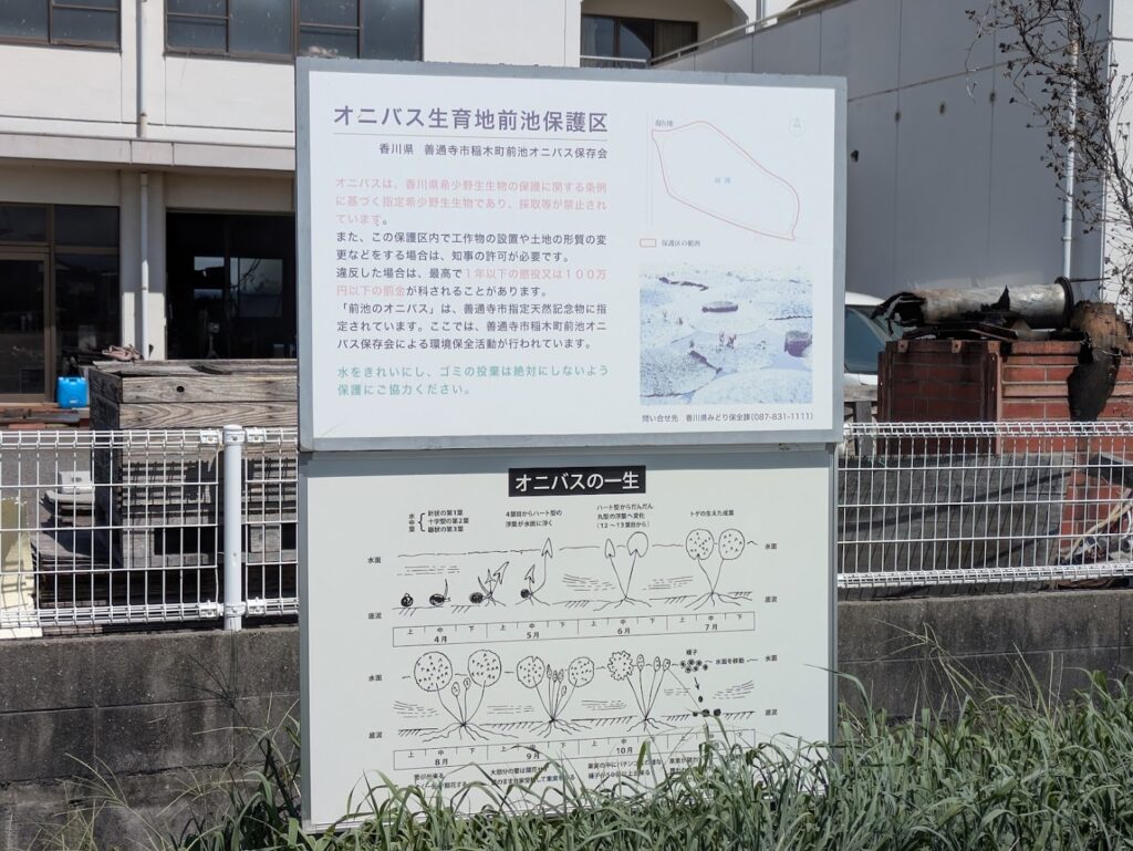 善通寺市稲木町 前池 オニバス