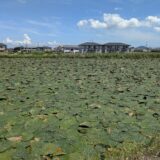 善通寺市稲木町 前池 オニバス