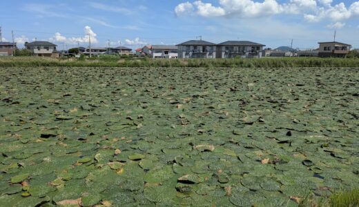 絶滅危惧類のオニバス、2年ぶりの開花ニュースを追ってみた！