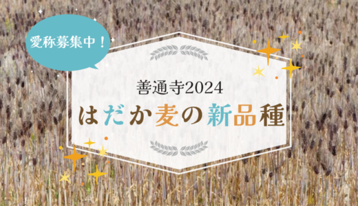 善通寺市発！未来のもち麦「善通寺2024」が誕生！8月31日(日)まで愛称を募集してるみたい