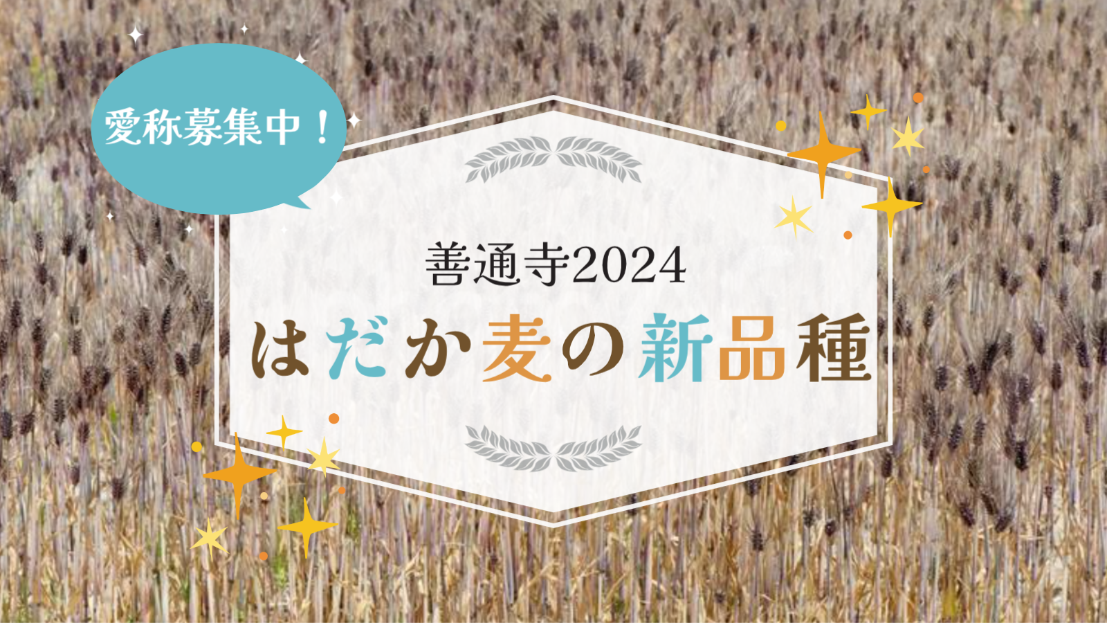 はだか麦の新品種「善通寺2024」の愛称を募集