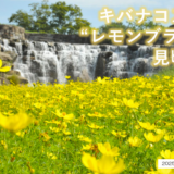 国営讃岐まんのう公園 コスモス