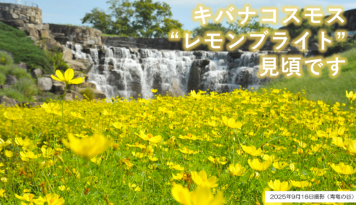 国営讃岐まんのう公園の青竜の谷でコスモスが満開！木々や植物の緑と青空に映えてる♪