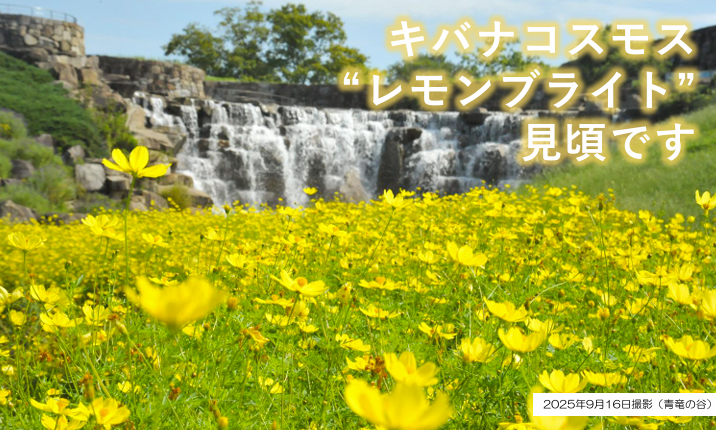 国営讃岐まんのう公園 コスモス