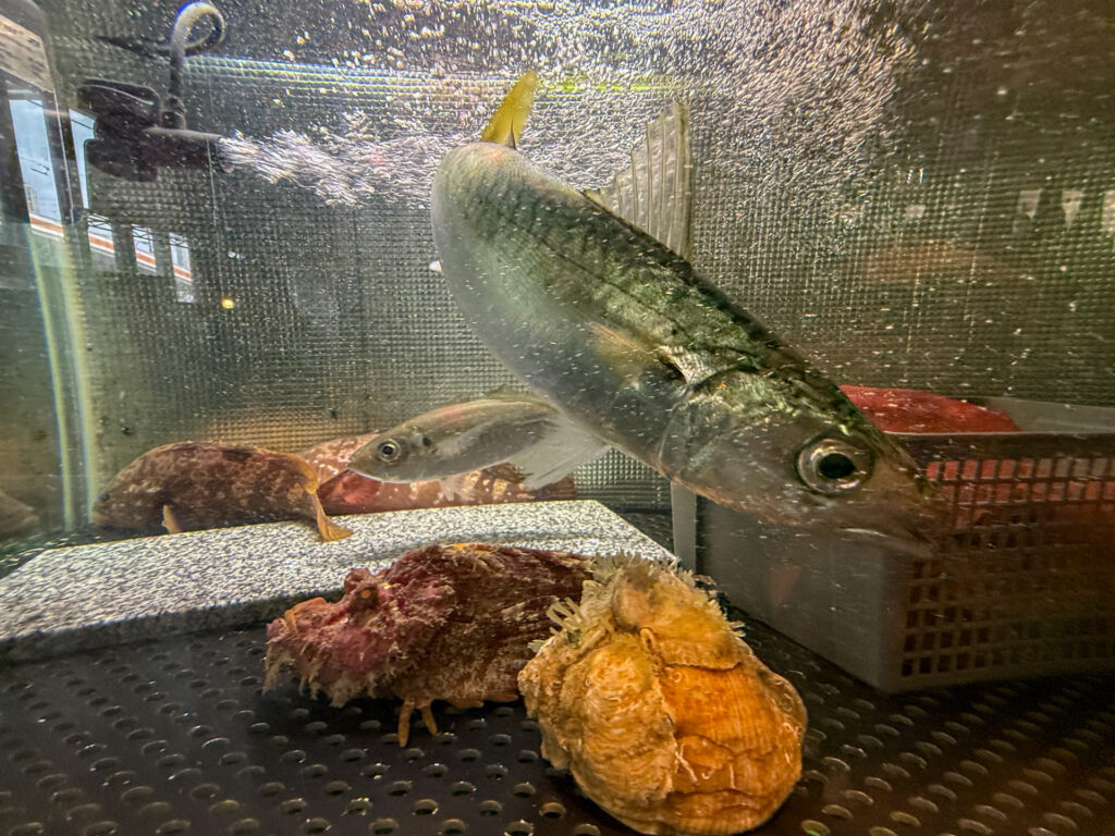 宇多津町 居酒屋ダイニングいつもんとこ 生け簀