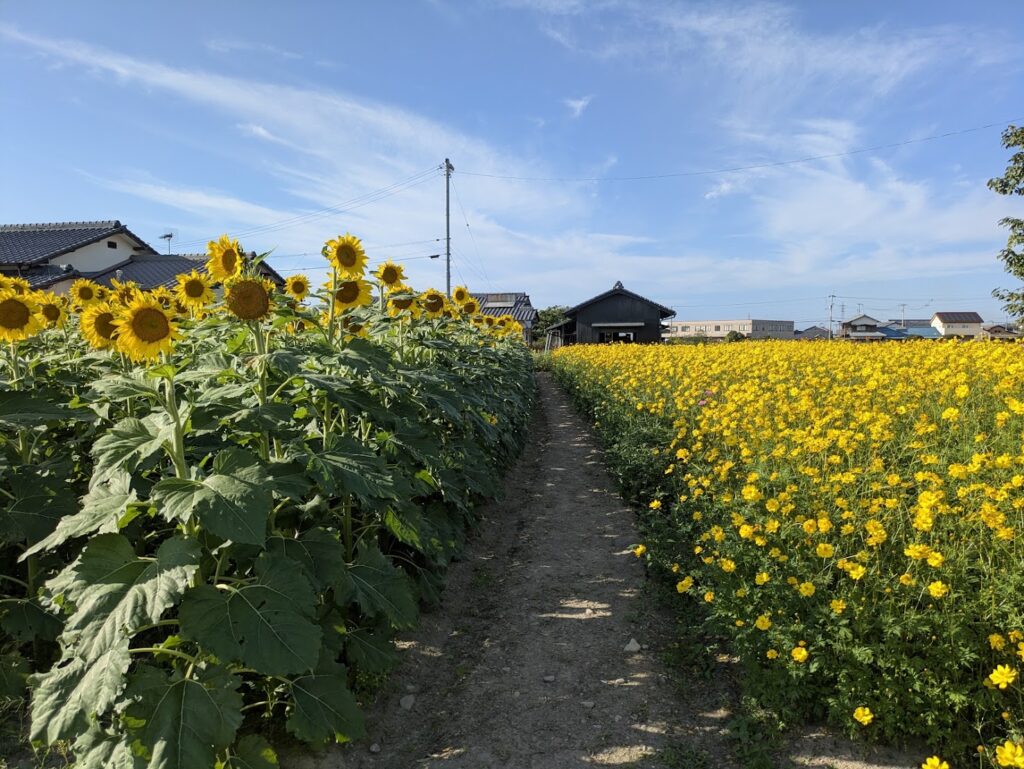 まんのう町 ひまわり コスモス